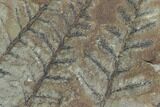 Four Fossil Fern (Pecopteris) Fronds - Mazon Creek #121022-1